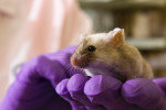 An image of https://mbp.mousebiology.org/wp-content/uploads/sites/3/2023/07/holding-a-mouse.jpg